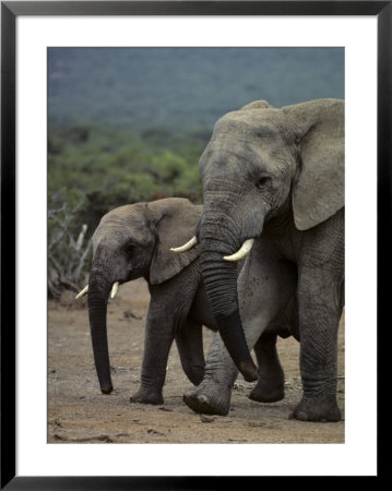 Adult And Juvenile Elephant Walk Side By Side by Kenneth Garrett Pricing Limited Edition Print image