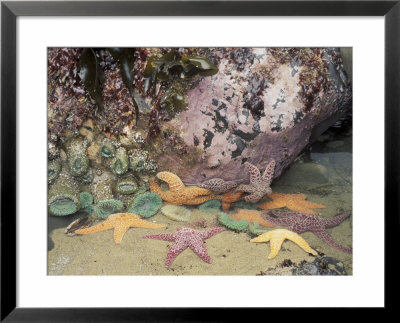 Giant Green Anemones And Ochre Sea Stars, Cape Kiwanda State Park, Oregon, Usa by Stuart Westmoreland Pricing Limited Edition Print image