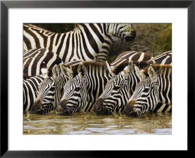 Plains Zebra, Serengeti National Park, Shinyanga, Tanzania by Ariadne Van Zandbergen Pricing Limited Edition Print image