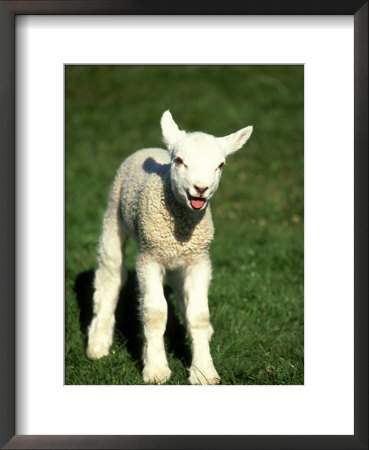 Lamb, March, Wiltshire by David Tipling Pricing Limited Edition Print image