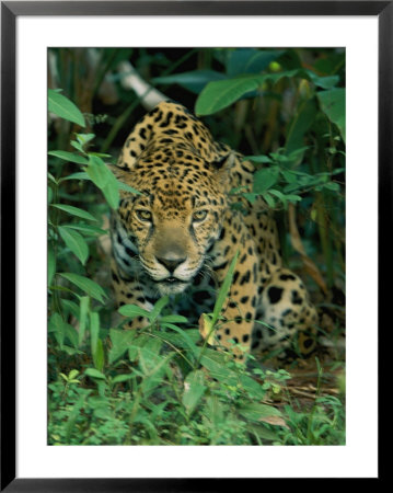 A Jaguar Crouches In The Forest by Steve Winter Pricing Limited Edition Print image