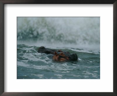 A Hippopotamus (Hippopotamus Amphibius) In The Surf by Michael Nichols Pricing Limited Edition Print image
