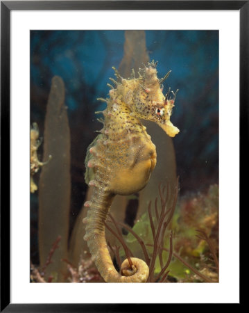 Male Sea Horse With Pouch Visible, Studio Shot, Australia by George Grall Pricing Limited Edition Print image