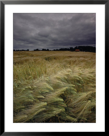 Grain Field In Northern Germany Under Stormy Skies by Steve Raymer Pricing Limited Edition Print image