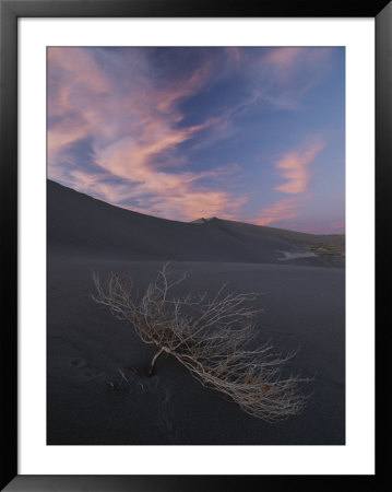 The Withered Branches Of A Dead Shrub Lie On A Sand Dune by Michael Melford Pricing Limited Edition Print image