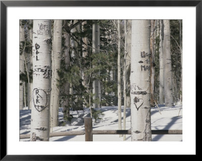 Carved Initials In The White Bark Of Aspen Trees Near Flagstaff by Stacy Gold Pricing Limited Edition Print image