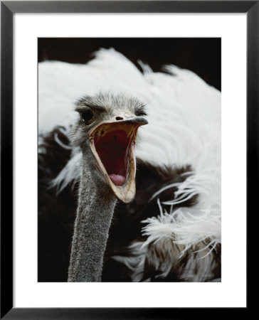 Close View Of An Ostrich by Kenneth Garrett Pricing Limited Edition Print image