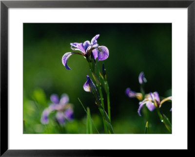 Close-Up Of Blue Flag Irises by Raymond Gehman Pricing Limited Edition Print image