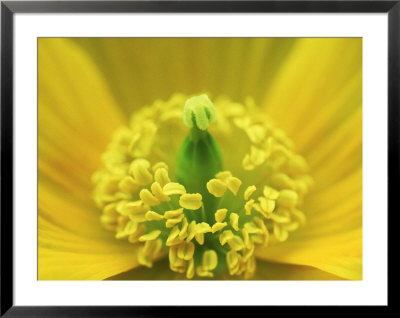 Welsh Poppy, Yorks, Uk by Mark Hamblin Pricing Limited Edition Print image
