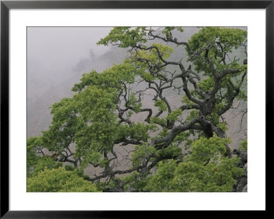 A Gnarled Oak Tree Stands In The Mist by Marc Moritsch Pricing Limited Edition Print image