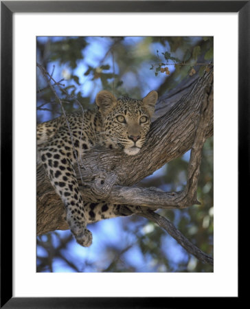 Leopard, Resting In Tree, Southern Africa by Mark Hamblin Pricing Limited Edition Print image