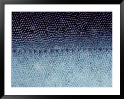 Extreme Close-Up Of The Skin Of An Arctic Char by Sam Abell Pricing Limited Edition Print image