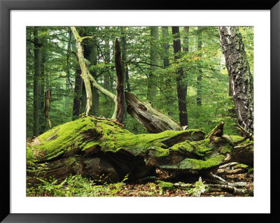 Mosses Growing On Dead Tree, Muritz National Park, Germany by Norbert Rosing Pricing Limited Edition Print image