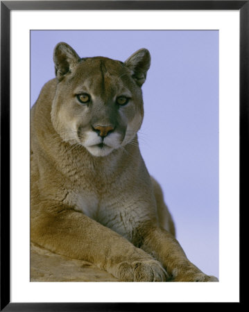 Portrait Of A Mountain Lion by Norbert Rosing Pricing Limited Edition Print image