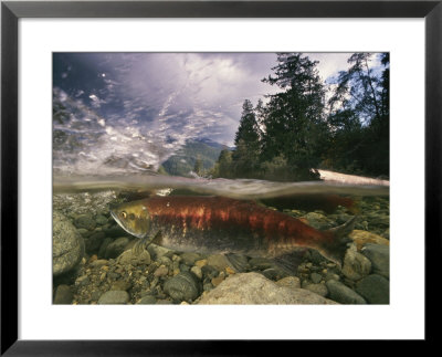 Spawning Sockeye Salmon In A Shallow Channel by Paul Nicklen Pricing Limited Edition Print image