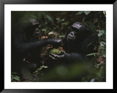 Two Chimpanzees Share Fruit by Michael Nichols Pricing Limited Edition Print image