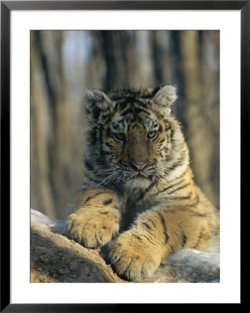 Portrait Of A Young Male Siberian Tiger; Raised In Russia And Now Lives In The Minnesota Zoo by Marc Moritsch Pricing Limited Edition Print image