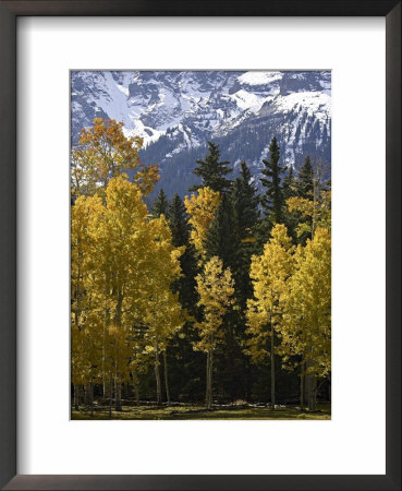 Fall Colors Of Aspens With Evergreens, Near Ouray, Colorado by James Hager Pricing Limited Edition Print image