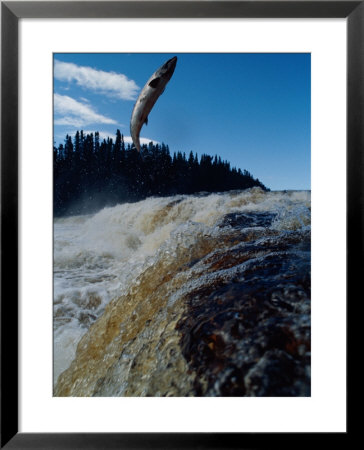 An Atlantic Salmon Leaps Out Of The Water On Its Way To Spawn Upstream by Bill Curtsinger Pricing Limited Edition Print image