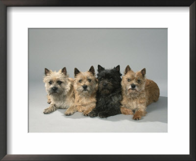 Cairn-Terrier by Petra Wegner Pricing Limited Edition Print image