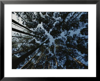 View Looking Up At The Tops Of Loblolly Pine Trees by Bates Littlehales Pricing Limited Edition Print image