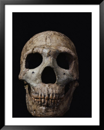 This Neandertal Skull From Wadi Amud Is About 60,000 Years Old by Ira Block Pricing Limited Edition Print image
