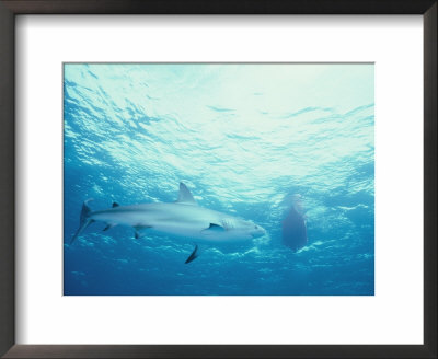 A Blue Shark Swims Under A Kayak by Nick Caloyianis Pricing Limited Edition Print image
