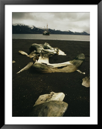Old Whale Bones On A Black Sand Beach, With A Boat Anchored Offshore by Bill Curtsinger Pricing Limited Edition Print image