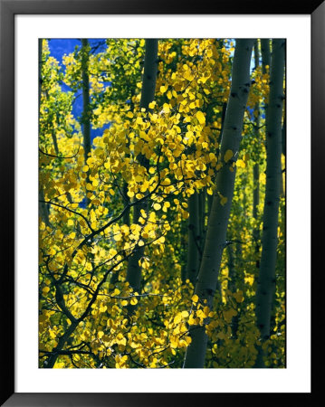 Sunlight Filters Through The Autumn Leaves Of Aspen Trees by Melissa Farlow Pricing Limited Edition Print image
