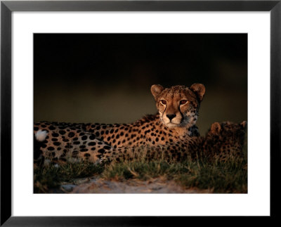 A Portrait Of An African Cheetah And Her Cub Relaxing In The Sun by Chris Johns Pricing Limited Edition Print image