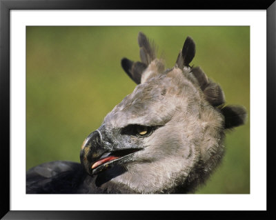 A Portrait Of A Harpy Eagle In Venezuela by Ed George Pricing Limited Edition Print image
