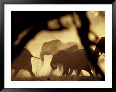 African Elephants On The Move During The Dry Season by Beverly Joubert Pricing Limited Edition Print image