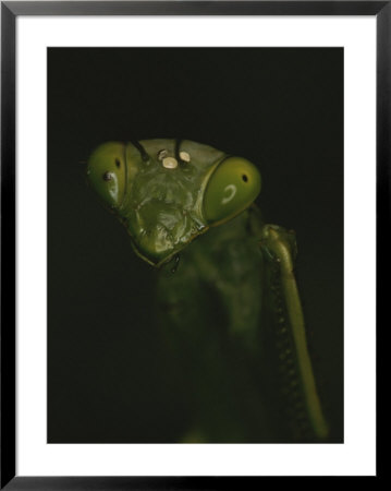 Close View Of A Praying Mantis by Michael Melford Pricing Limited Edition Print image