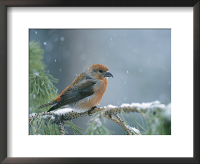 A Red Crossbill Weathers A Snowstorm In A Pinetree by Michael S. Quinton Pricing Limited Edition Print image