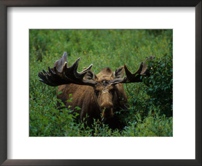 Bull Moose In Velvet, Alaska by Michael S. Quinton Pricing Limited Edition Print image