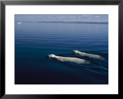A Pair Of Polar Bears Swimming In The Waters Of Wager Bay by Norbert Rosing Pricing Limited Edition Print image