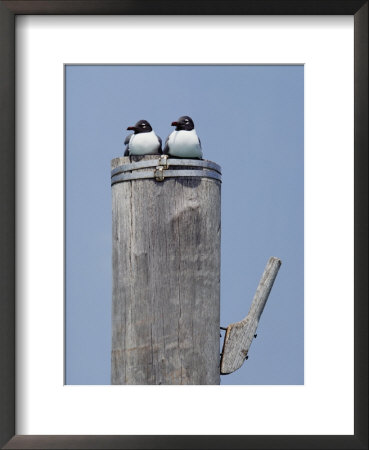 Two Birds Perched On A Post by Kenneth Garrett Pricing Limited Edition Print image