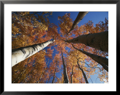 Fall Aspen Trees Reach For The Sky In Wrangell Saint Elias Park by George Herben Pricing Limited Edition Print image