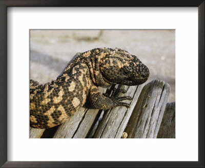 Close View Of A Gila Monster by Walter Meayers Edwards Pricing Limited Edition Print image