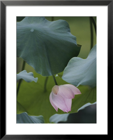 A Delicate Pink Blossom Adorns A Lotus Plant by Jodi Cobb Pricing Limited Edition Print image