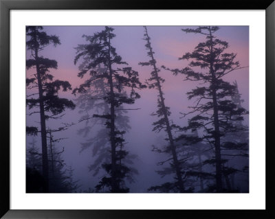 Morning Fog Shrouds Trees In The Reserve by Raymond Gehman Pricing Limited Edition Print image