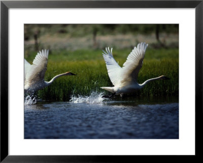 Trumpeter Swans, North Americas Largest Waterfowl by Raymond Gehman Pricing Limited Edition Print image