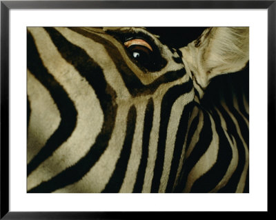 Zebra by Steve Winter Pricing Limited Edition Print image