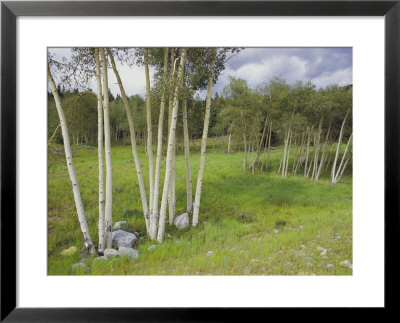 Aspen Trees, Shoshone National Forest, Wyoming by Raymond Gehman Pricing Limited Edition Print image