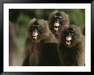 Three Female Geladas, Theropithecus Gelada, Bare Their Teeth by Michael Nichols Pricing Limited Edition Print image