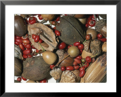 Walnuts, Acorns, Berries, And Persimmons by Brian Gordon Green Pricing Limited Edition Print image