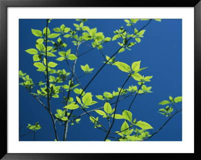 New Spring Foliage Leafing Out On A Tree Branch by Raymond Gehman Pricing Limited Edition Print image
