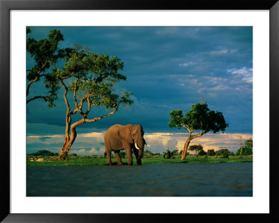 Elephant By A Water Hole On The African Plain by Beverly Joubert Pricing Limited Edition Print image