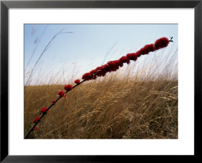 Grasses And Wildflowers by Chris Johns Pricing Limited Edition Print image