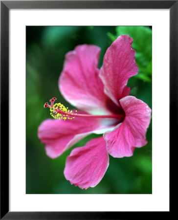 Hibiscus Flower In Morro Negrito, Chiriqui, Panama by Paul Kennedy Pricing Limited Edition Print image